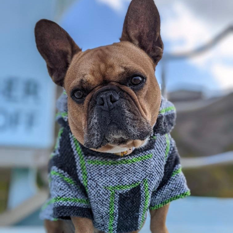 All Dog Ponchos