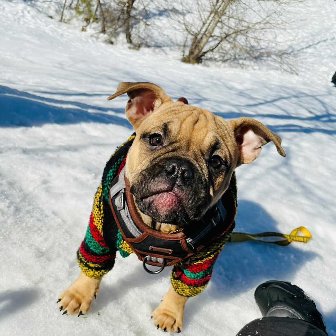 Sweater with your dog on clearance it