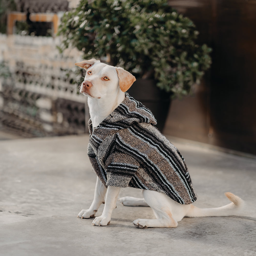 Yellow lab posing while wearing a black and tan striped playa poncho baja hoodie Mexican sweater