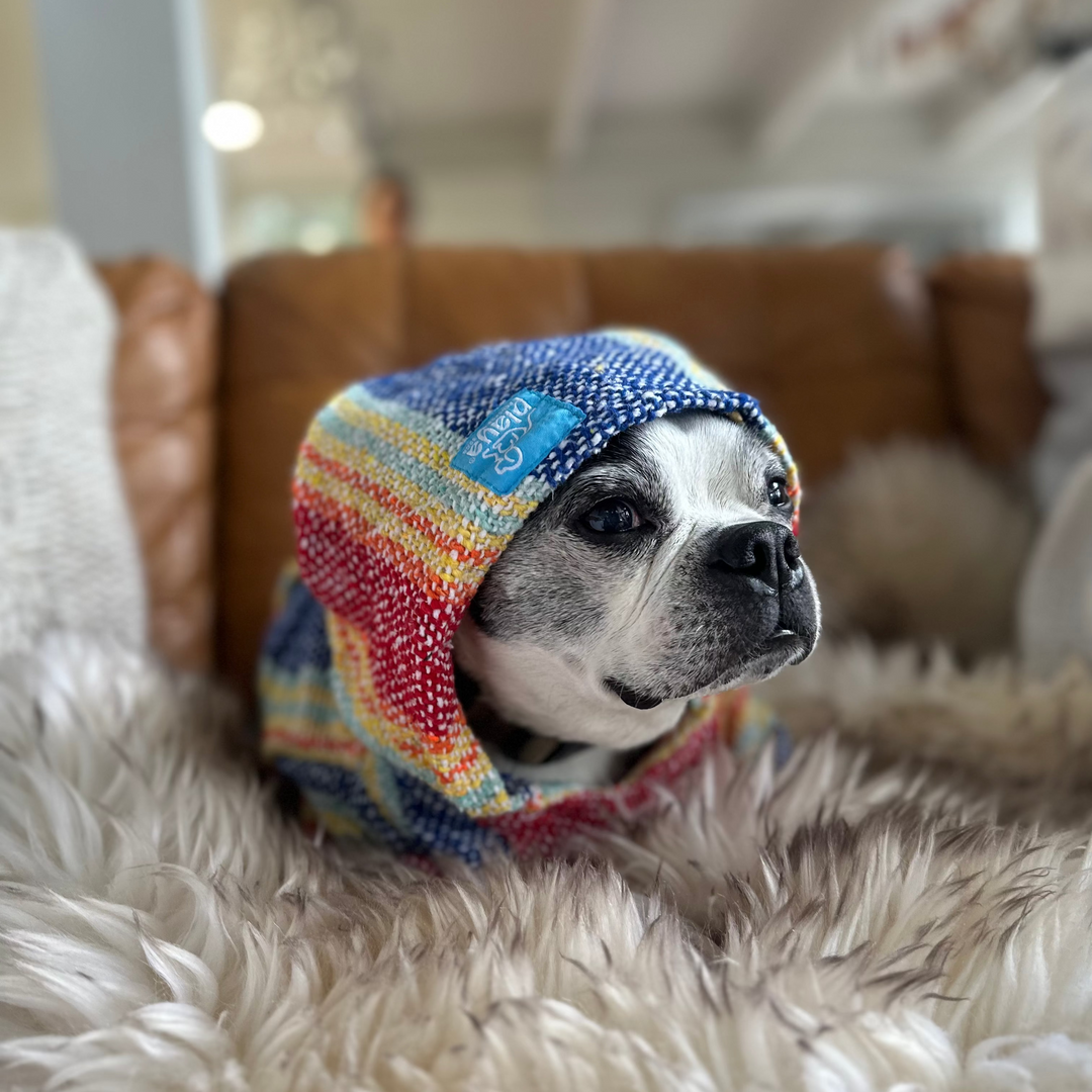 Dog wearing a colorful striped sweater sitting on a fluffy white surface.