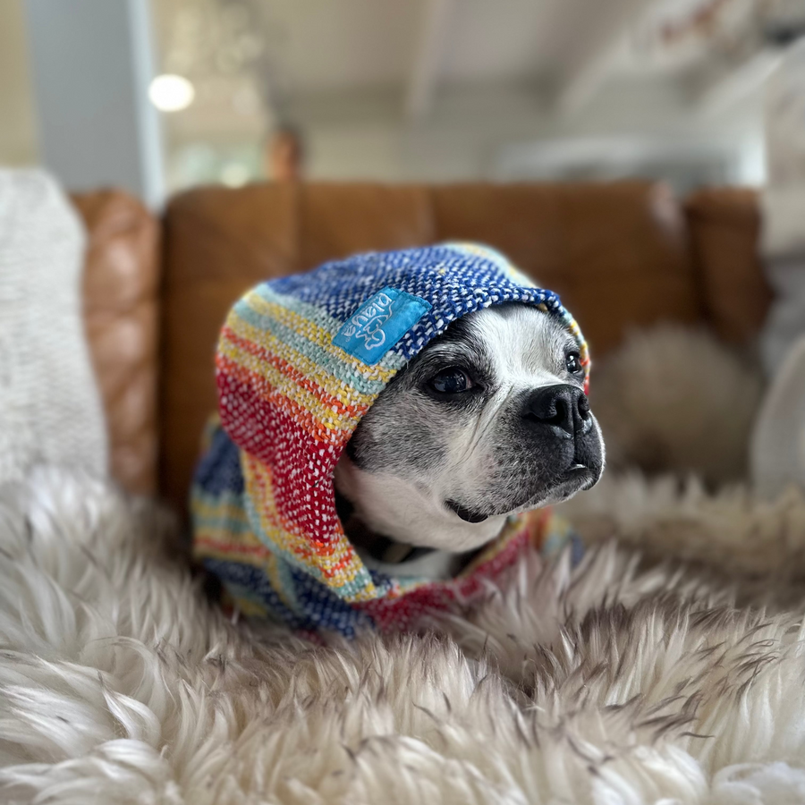 Dog wearing a colorful striped sweater sitting on a fluffy white surface.