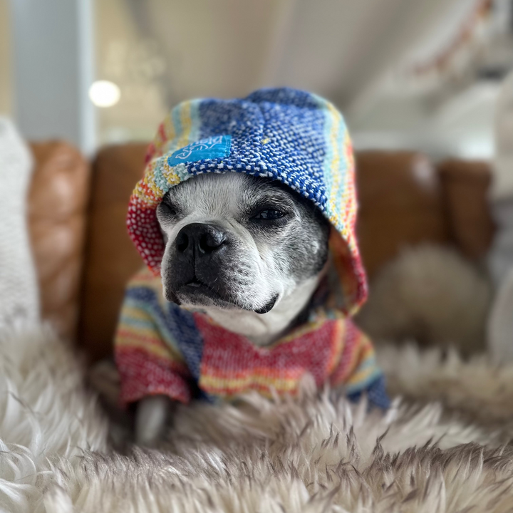 Dog wearing a colorful sweater and hood on a fluffy surface
