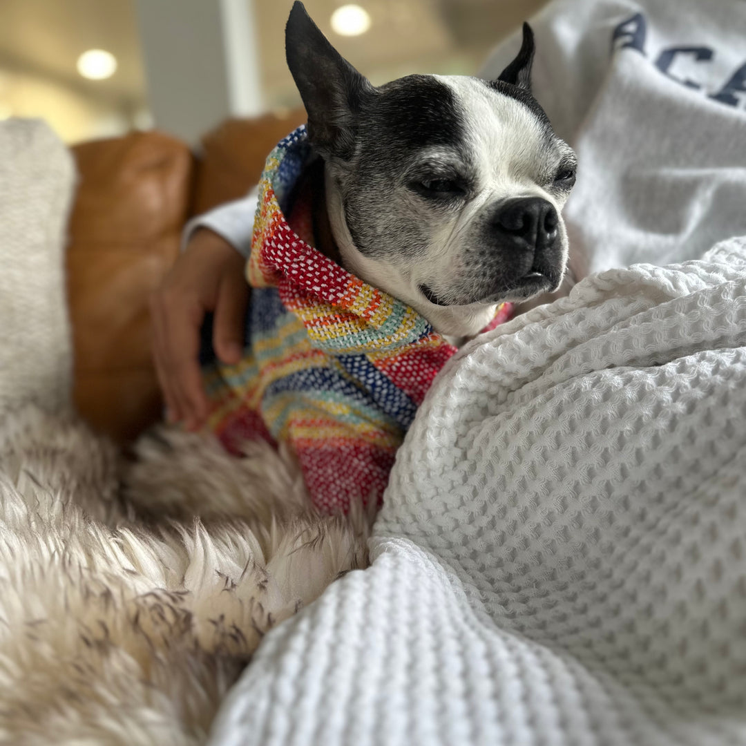 Playa Poncho – Parrotfish