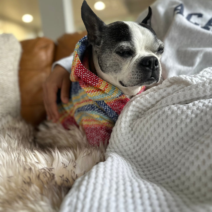 Playa Poncho – Parrotfish