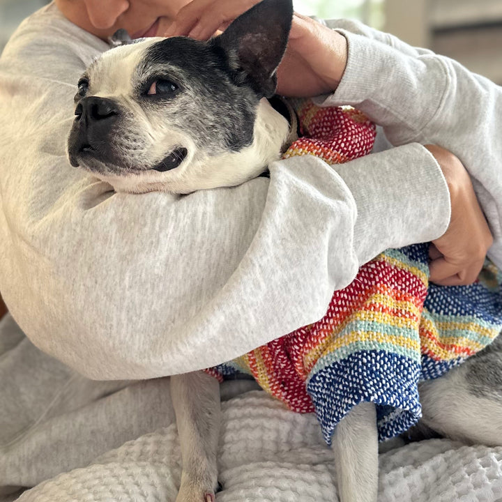 Playa Poncho – Parrotfish