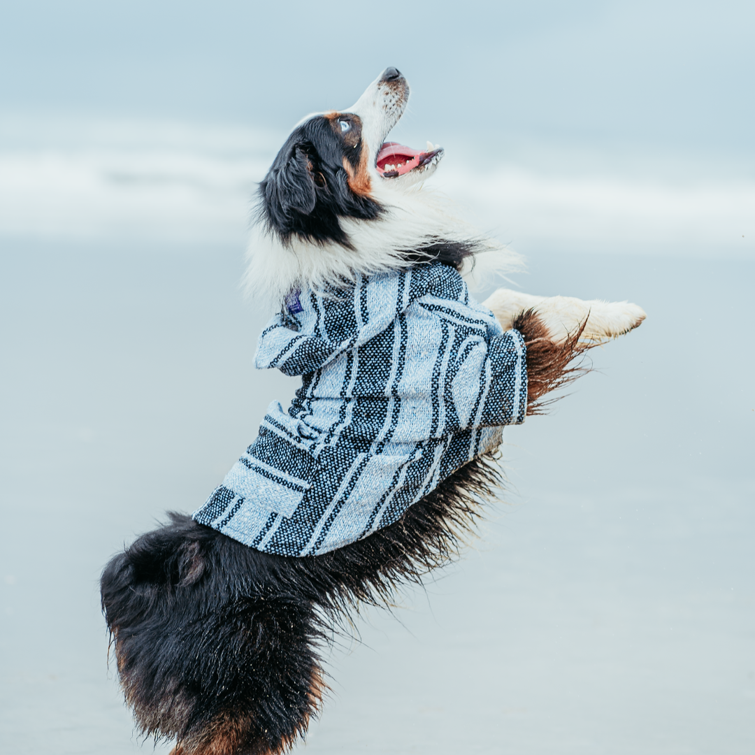 Playa Poncho – Blue Anchovy