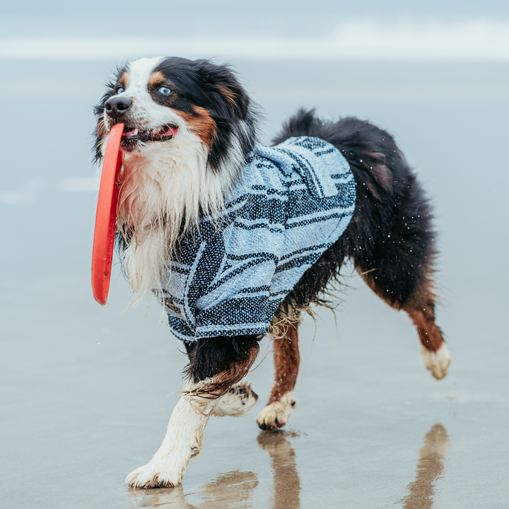 Dog + Human Matching Blue Anchovy Set