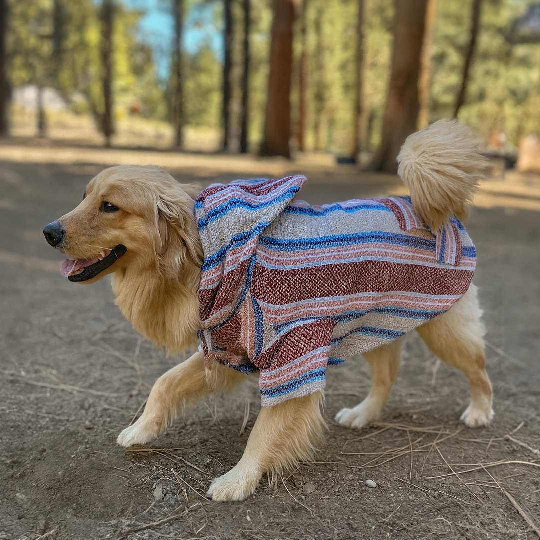 Dog wearing a striped sweater walking on a path with trees in the background