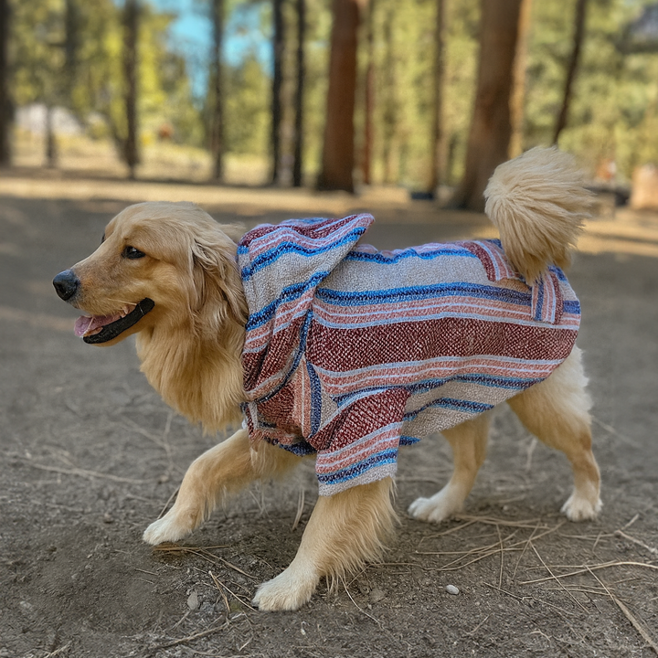 Dog wearing a striped sweater walking on a path with trees in the background